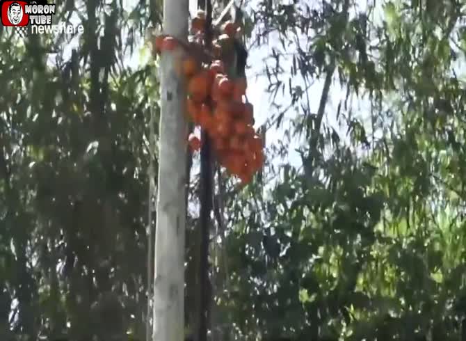 Video :A student creates a clever contraption to assist his parents in harvesting palm fruits (Thailand)